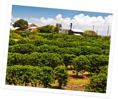 Pure Clean Ingredients