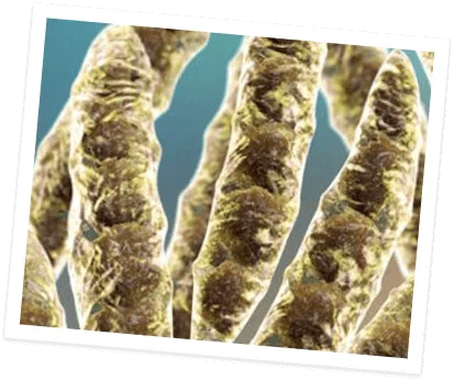 Tested for Mycotoxin